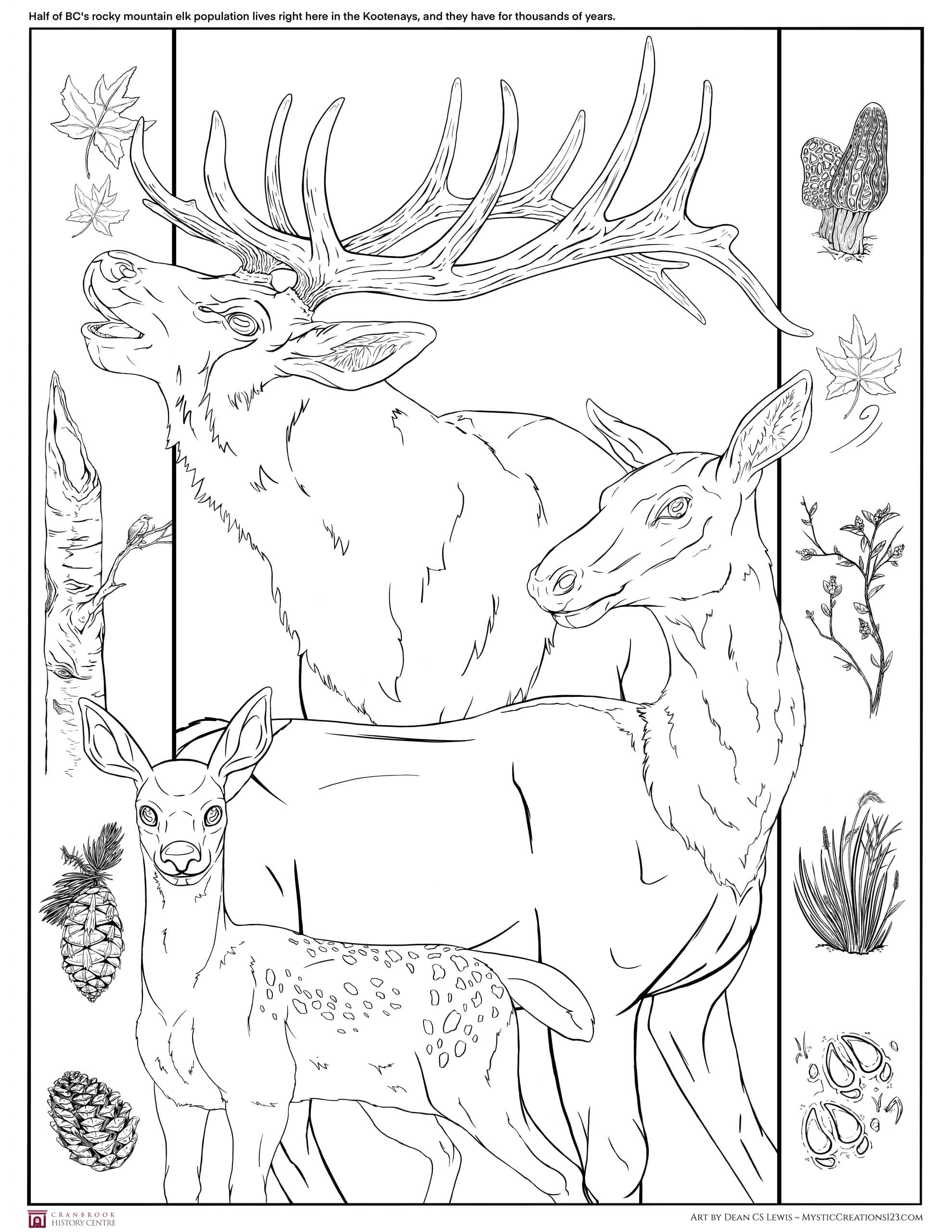 Kootenay Elk